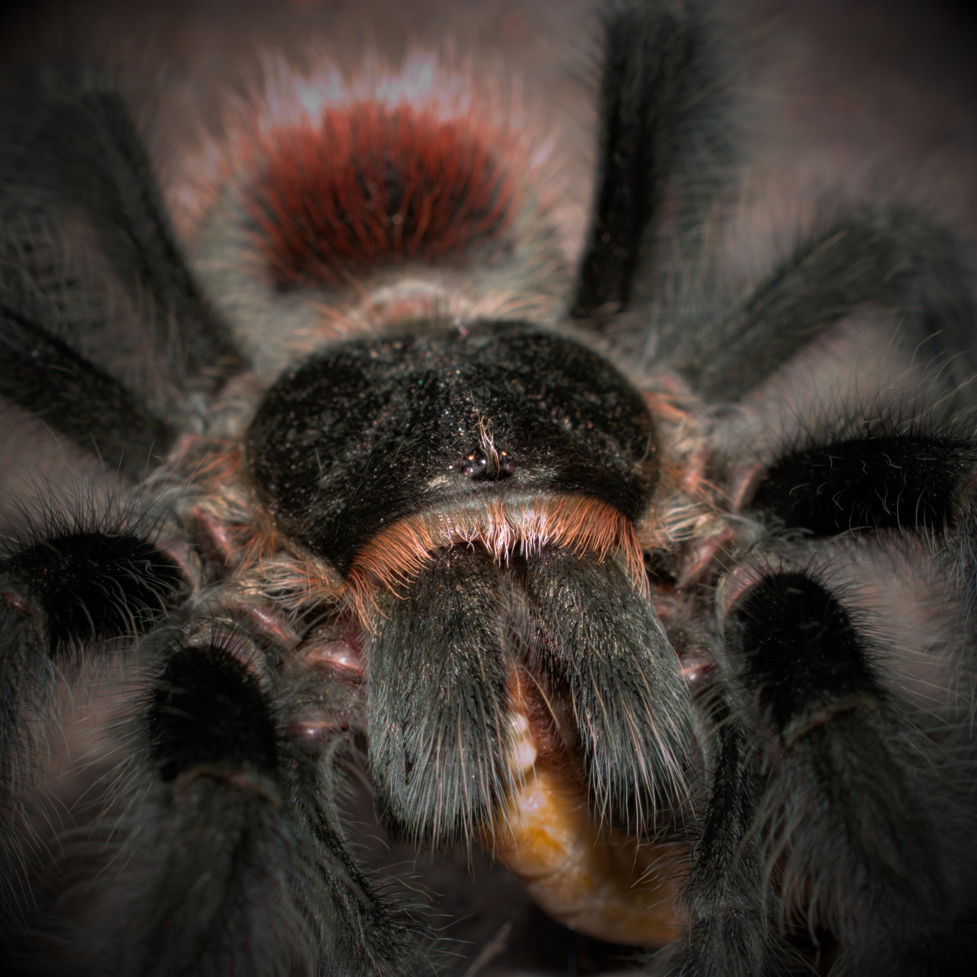 0.1 Grammostola iheringi