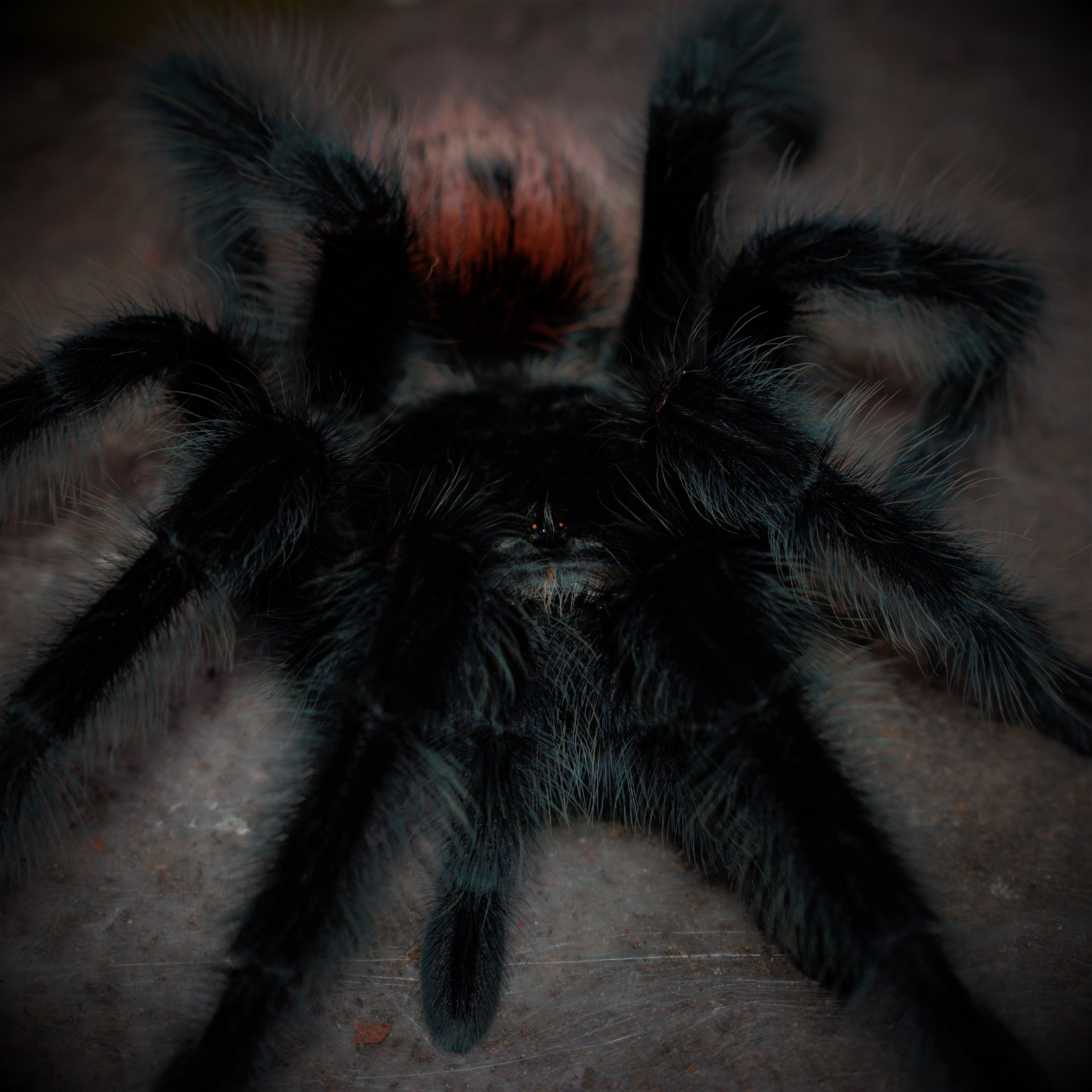 0.1 Grammostola iheringi