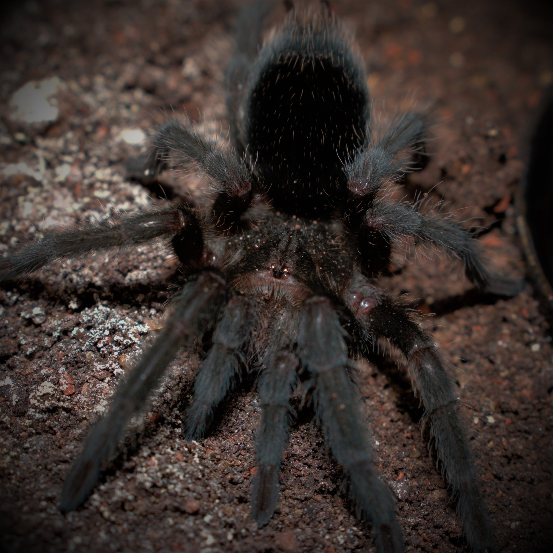 0.1 Grammostola pulchra