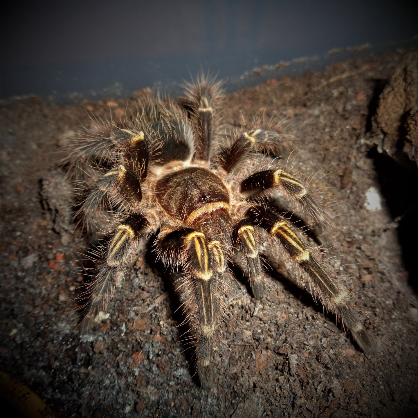 0.1 Grammostola pulchripes