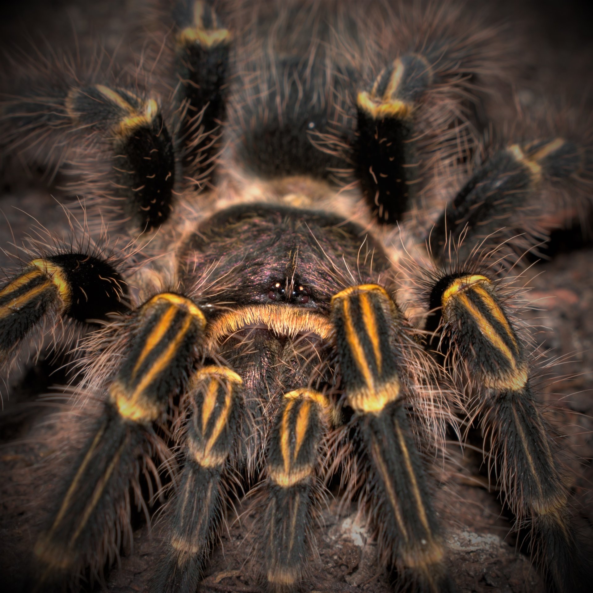 0.1 Grammostola pulchripes