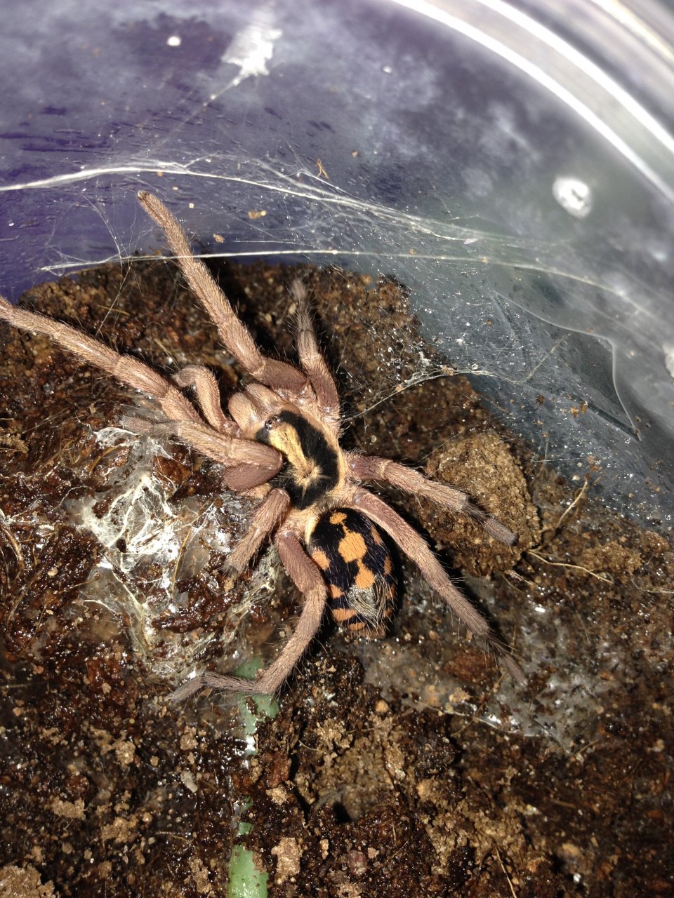 0.1 Hapalopus sp. Columbia Large