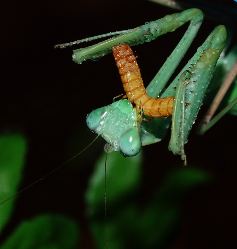 0.1 Hierodula membranacea