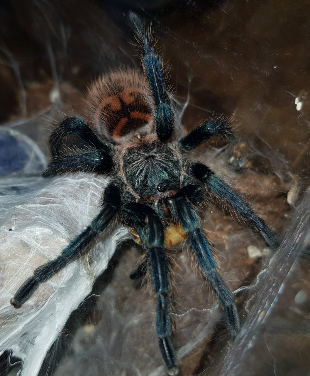 0.1 juvenile GBB