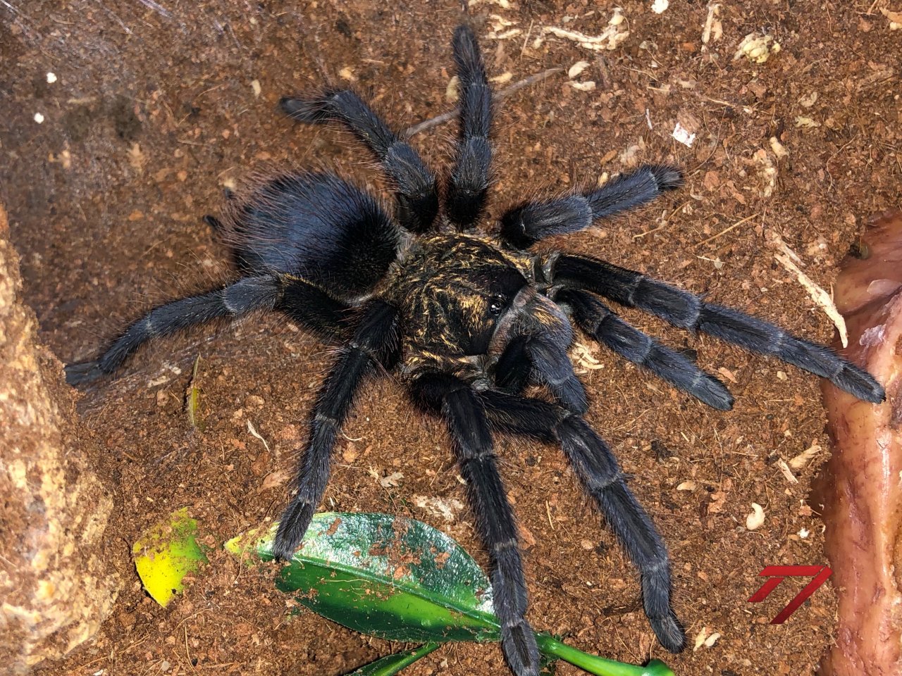 0.1 P. auratus (juvenile post-molt)