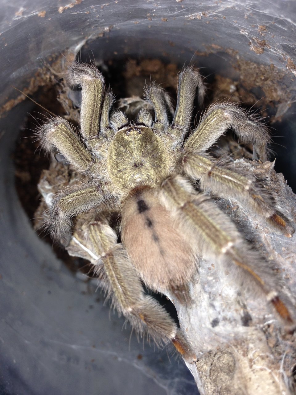 0.1 P. cambridgei Feeding