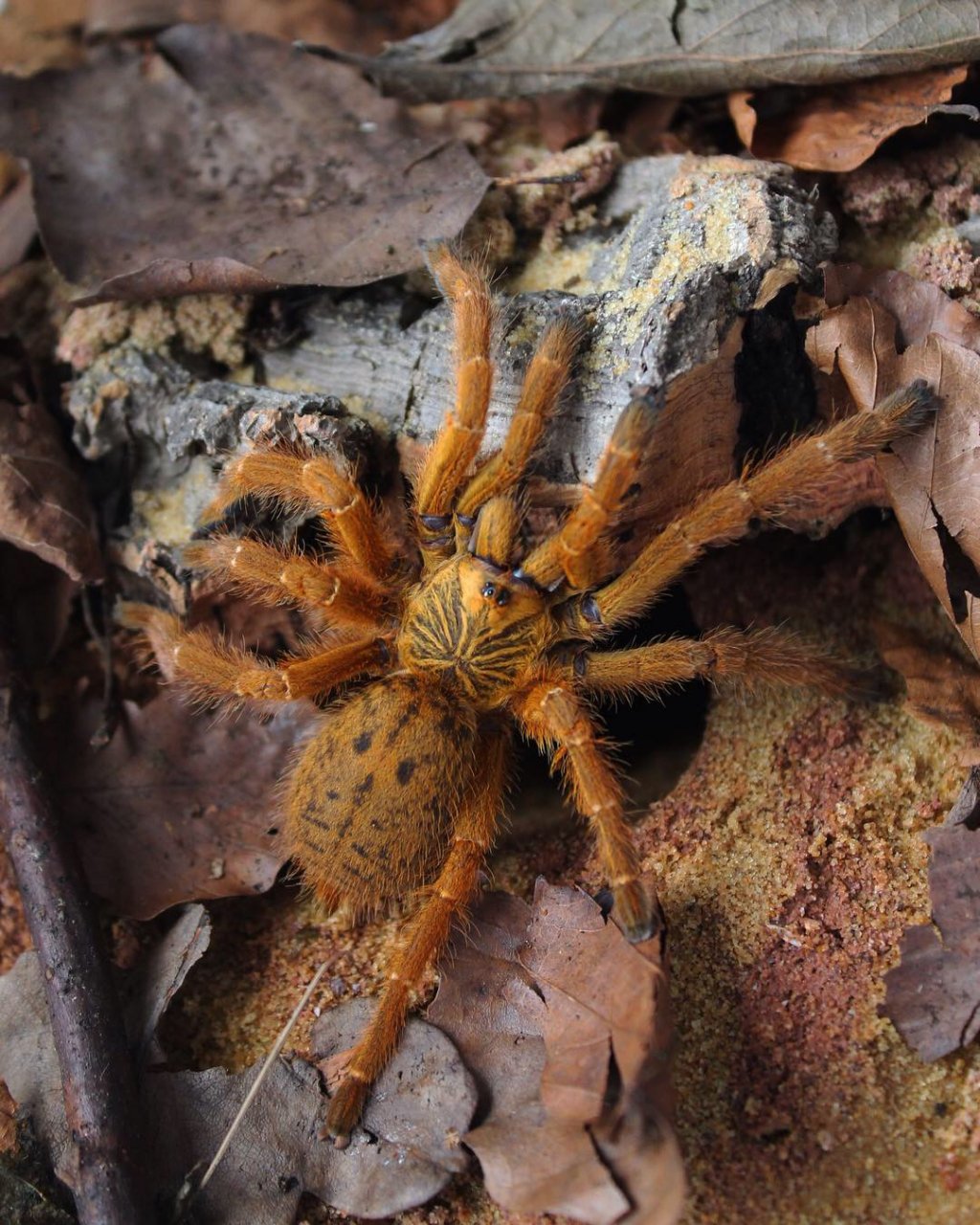 0.1 P. murinus UMV