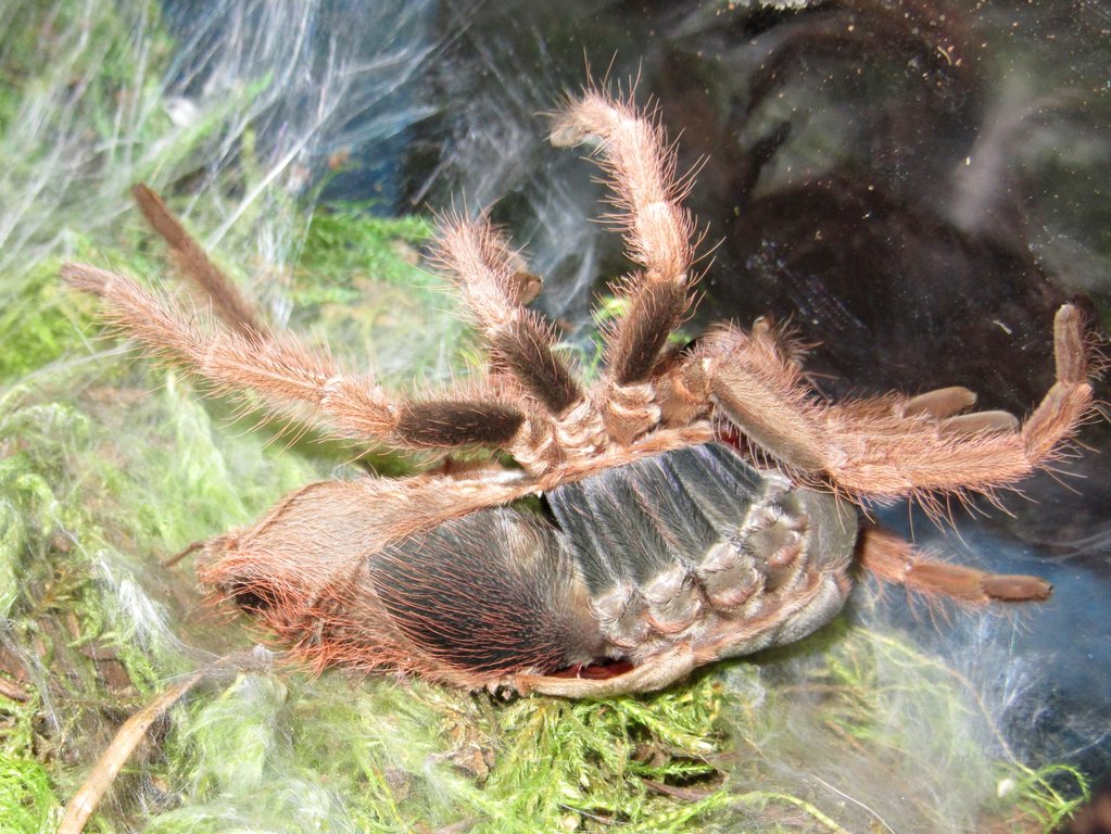 0.1 Pamphobeteus ultramarinus