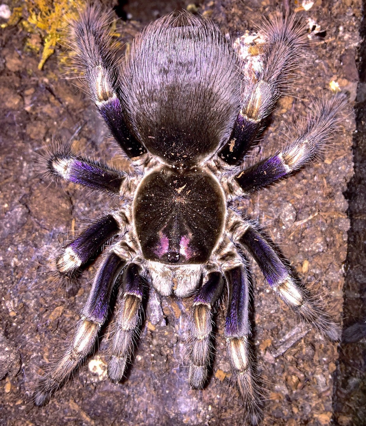 0.1 Pamphobeteus ultramarinus