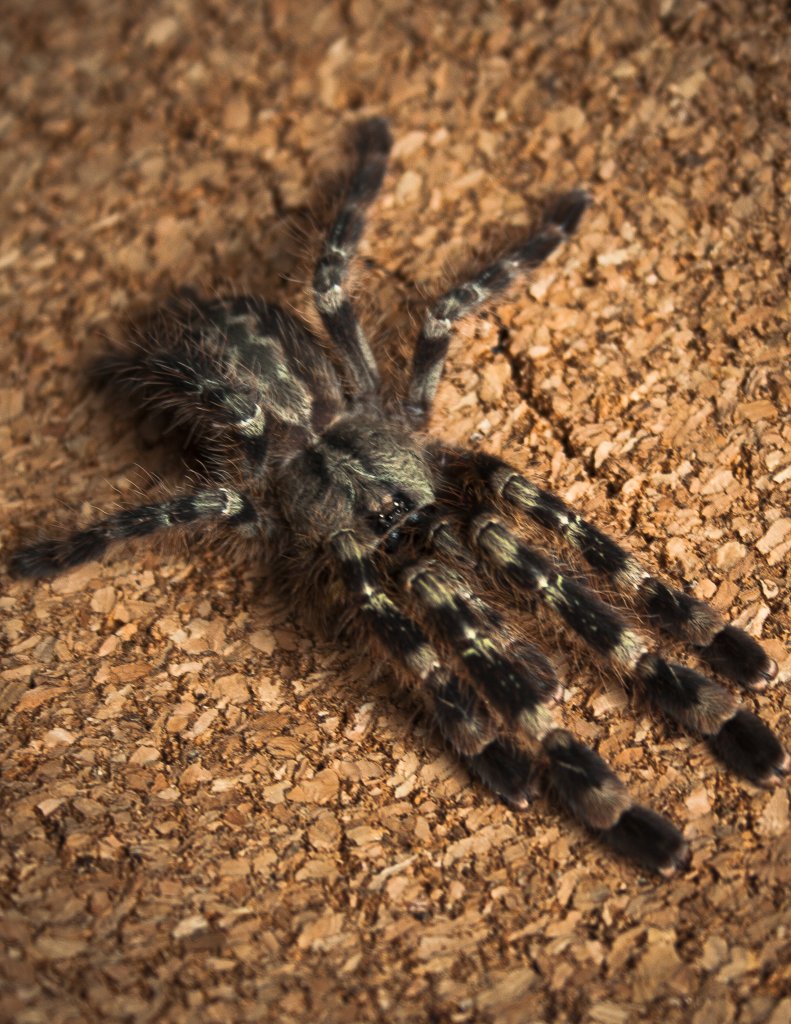 0.1 Poecilotheria fasciata