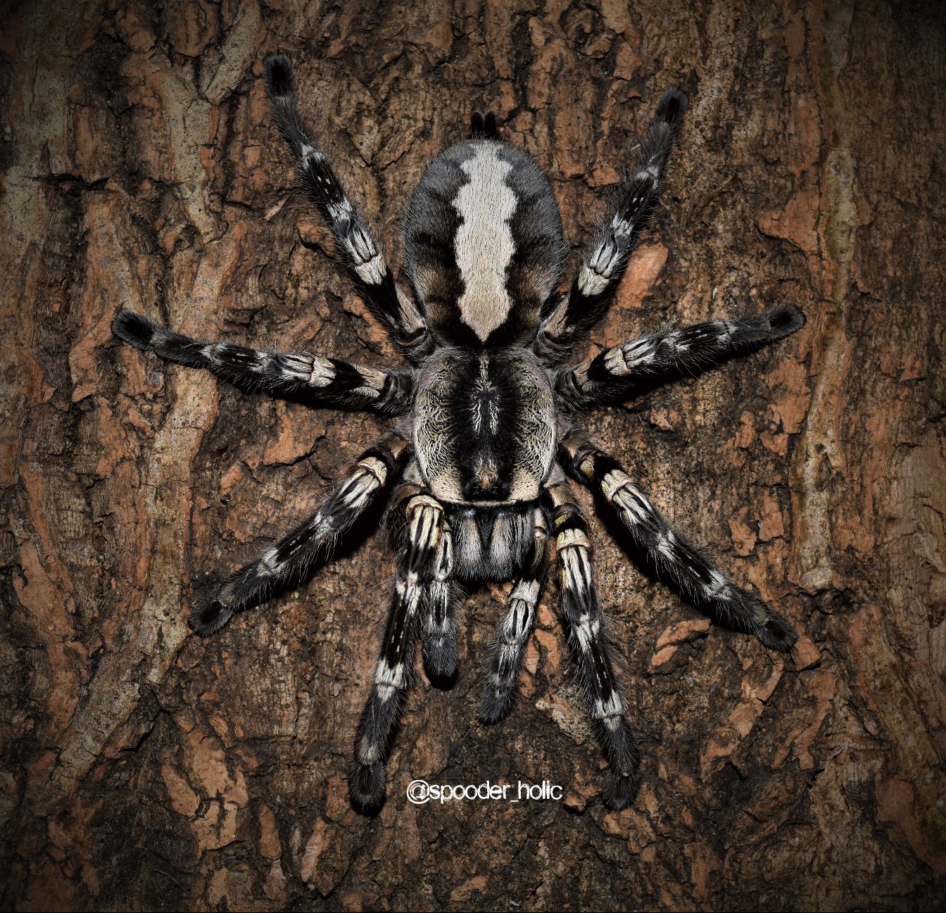 0.1 Poecilotheria regalis