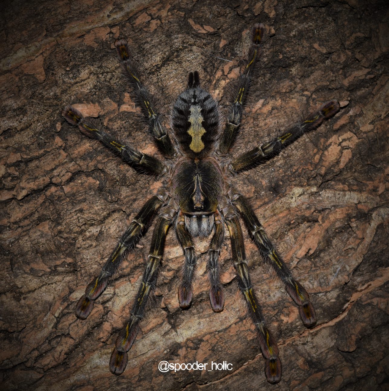 0.1 Poecilotheria rufilata