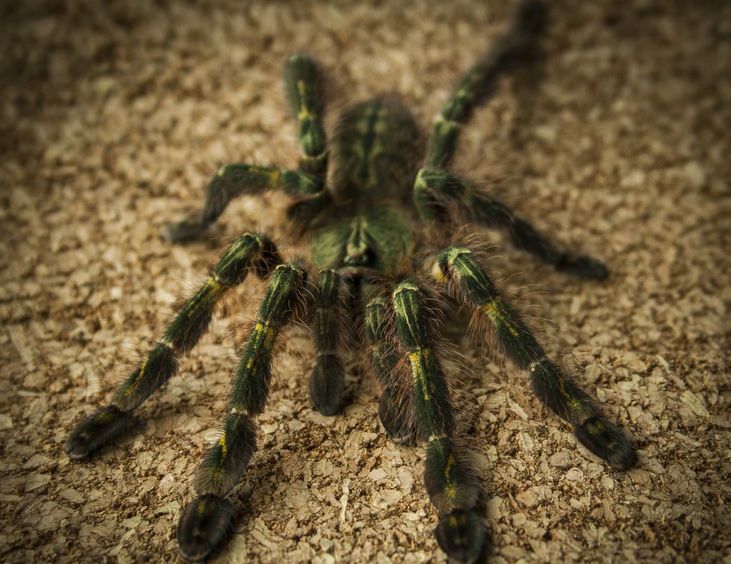 0.1 Poecilotheria rufilata