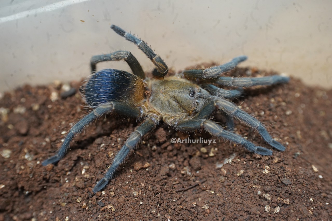 0.1 Pseudhapalopus sp. "Colombia"