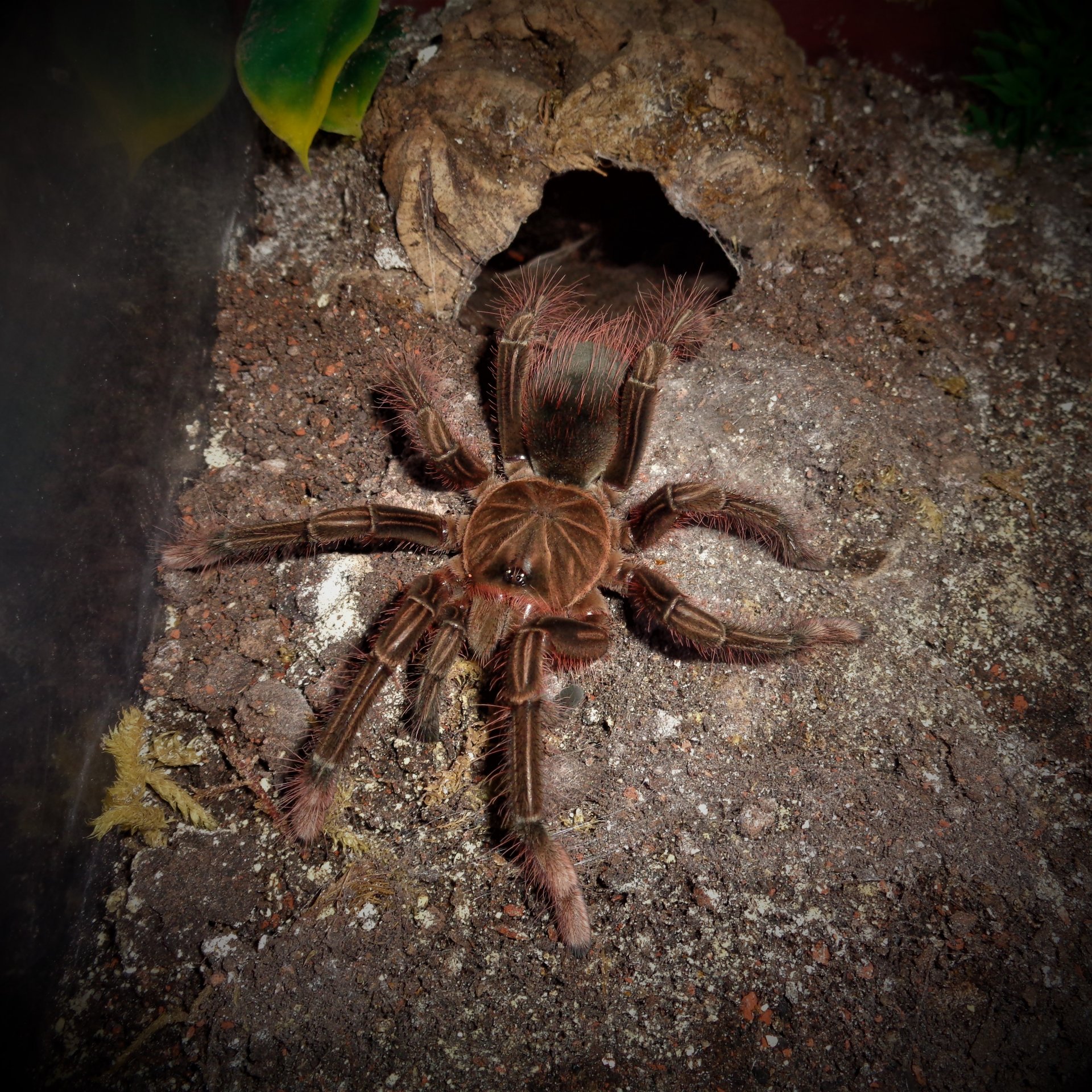 0.1 Theraphosa stirmi