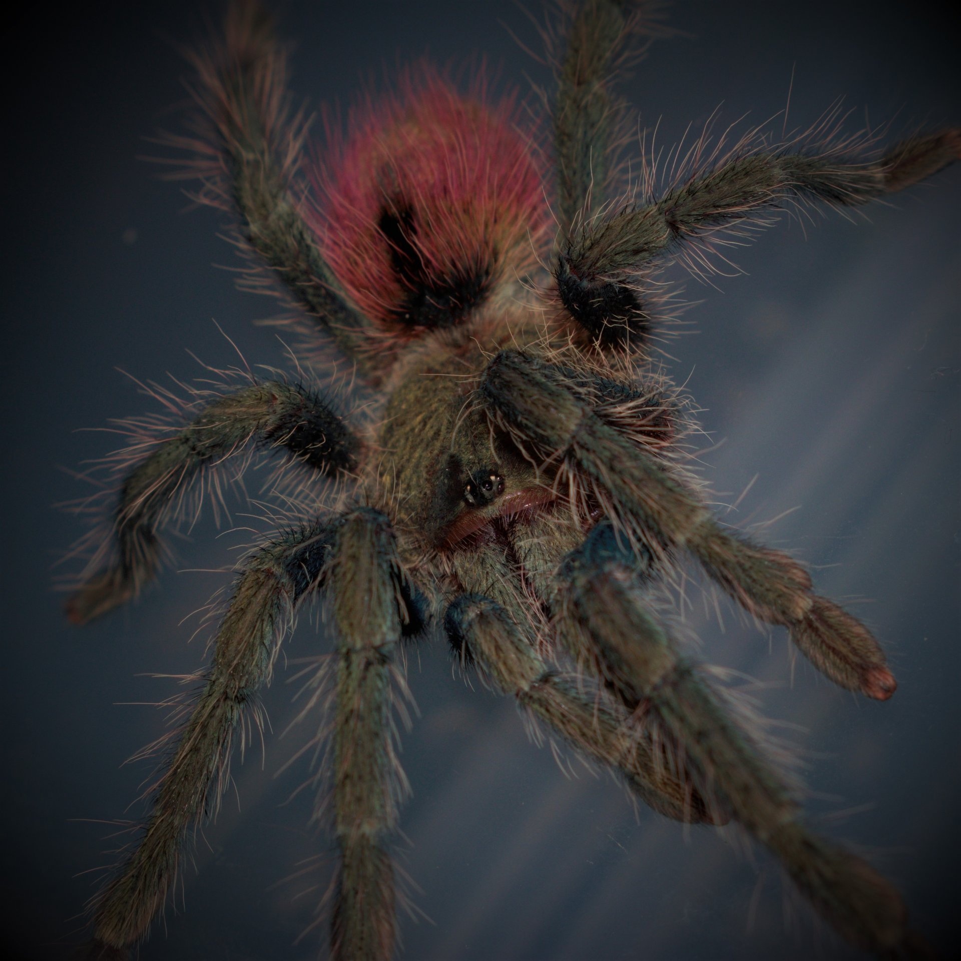 0.1 Thrixopelma ockerti