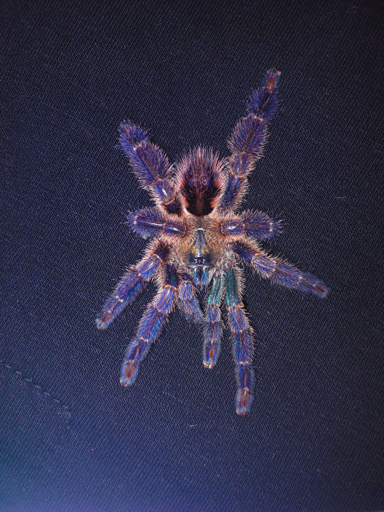 0.1 Ybyrapora diversipes