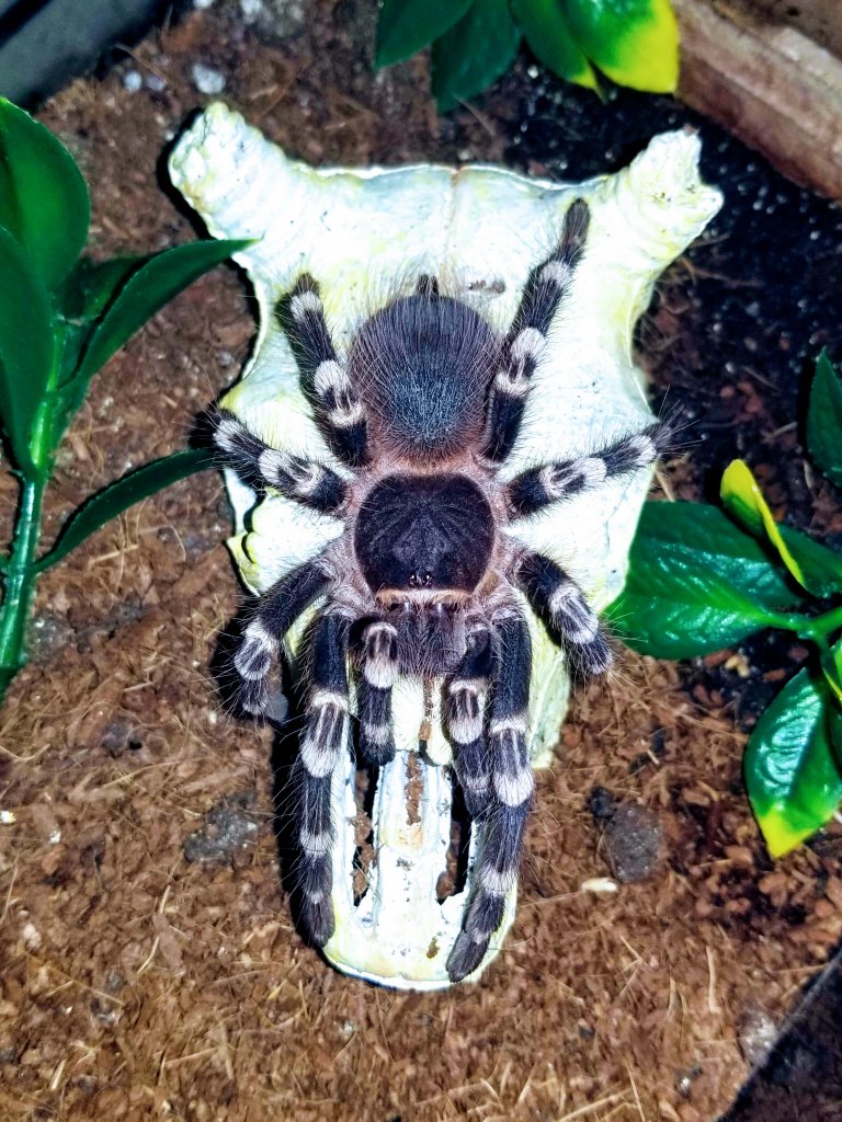 1.0 Acanthoscurria geniculata