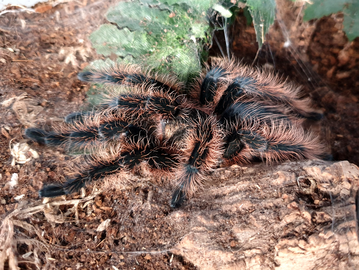 1.0 B. albopilosum (Honduras)