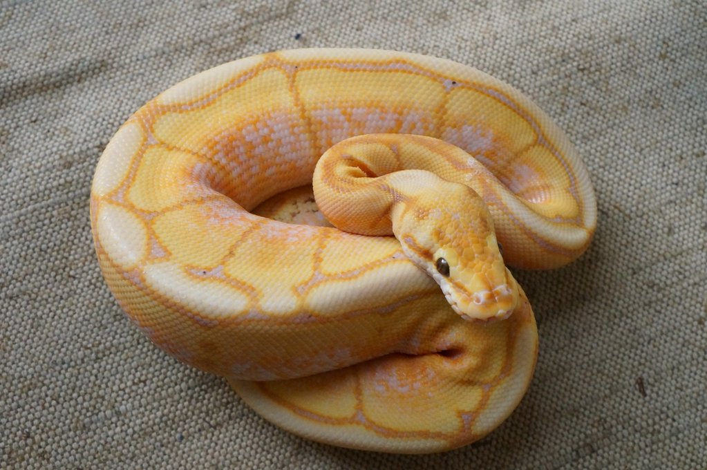 1.0 Banana spider ball python | Arachnoboards