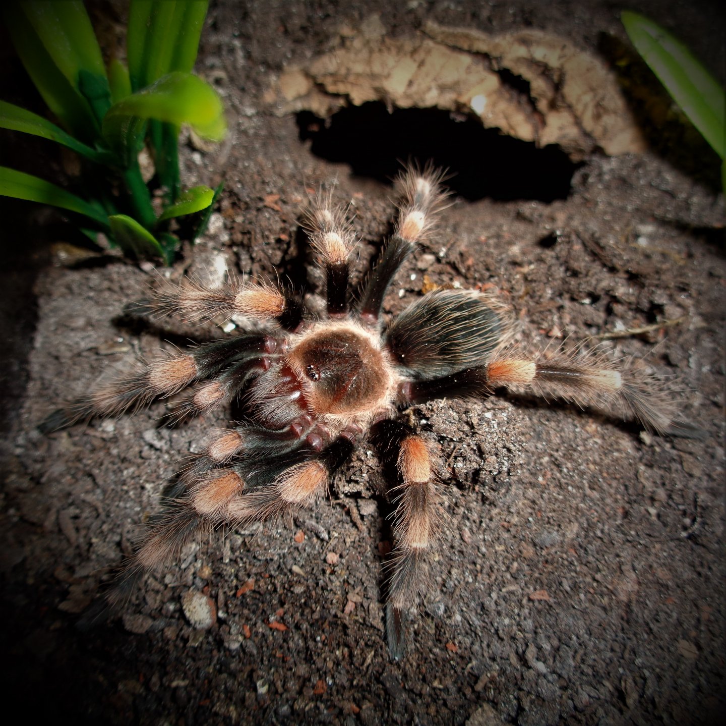 1.0 Brachypelma smithi (ex annitha)