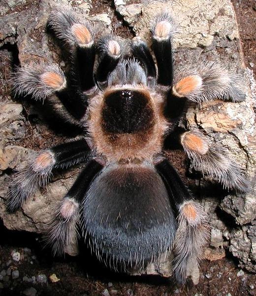 1.0 Brachypelma Smithi (suba) 2