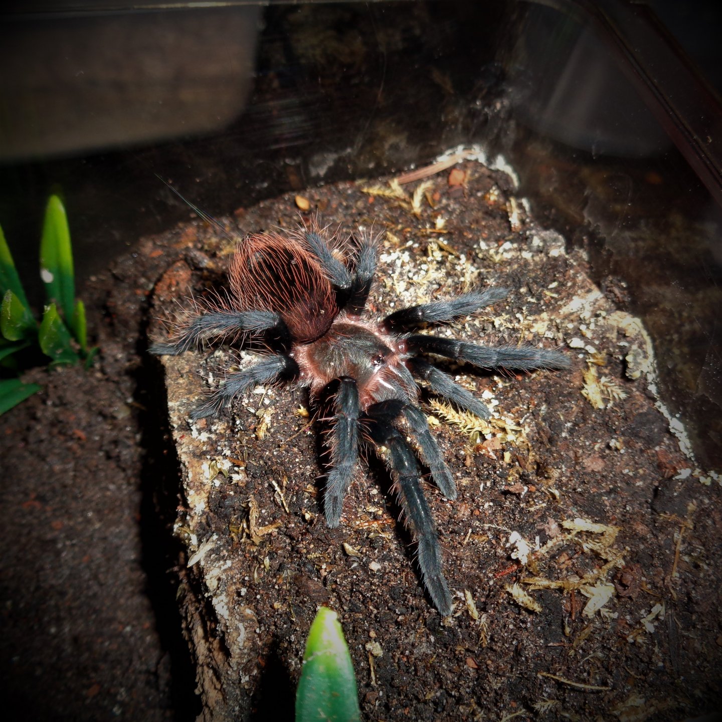 1.0 Brachypelma vagans