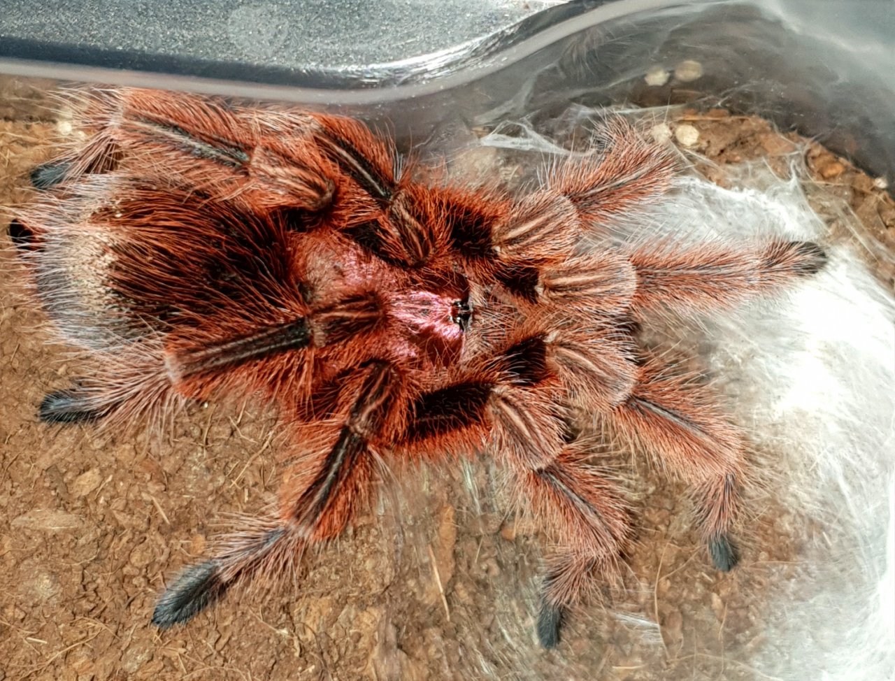 1.0 G. rosea