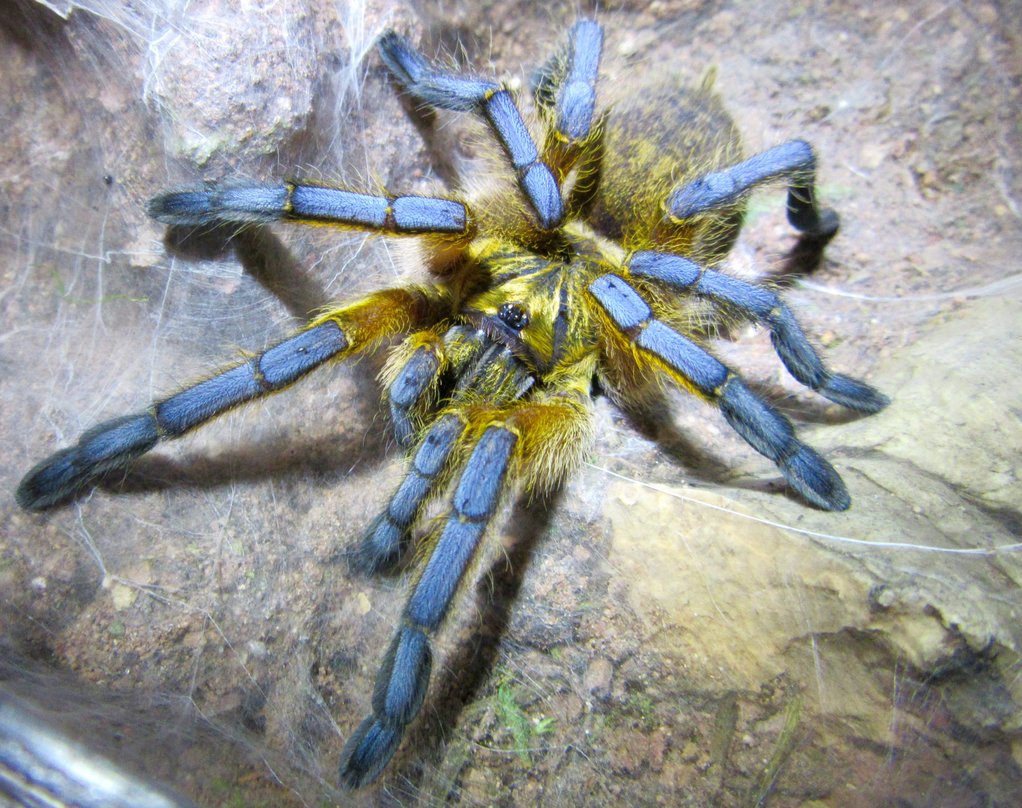 1.0 Harpactira pulchripes