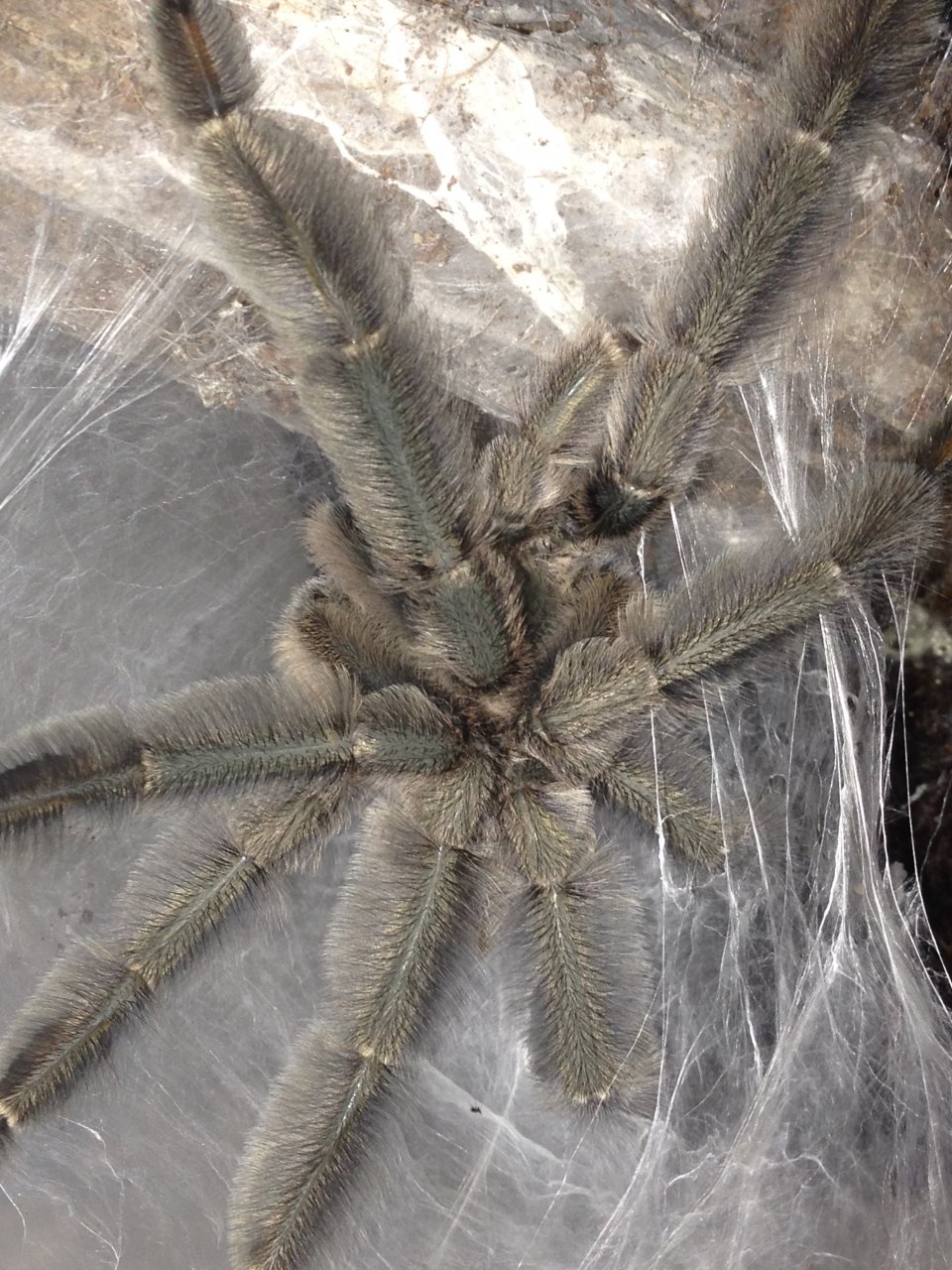 1.0 MM P. cabridgei Freshly Molted