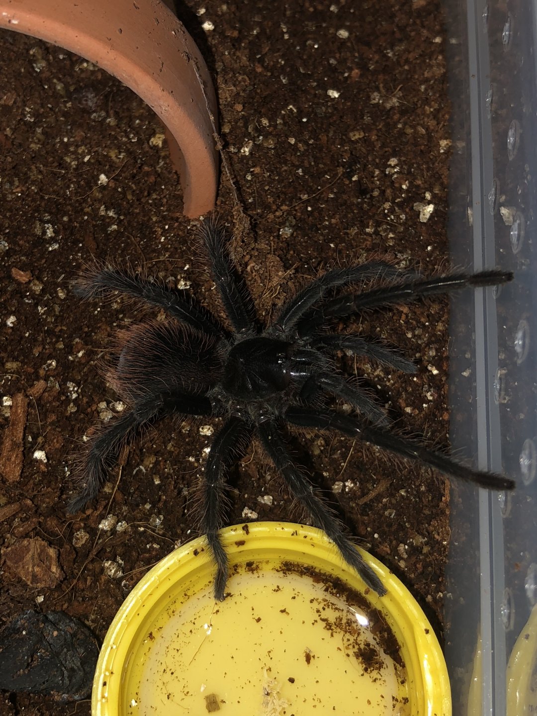 1.0 Pamphobeteus cf. antinous