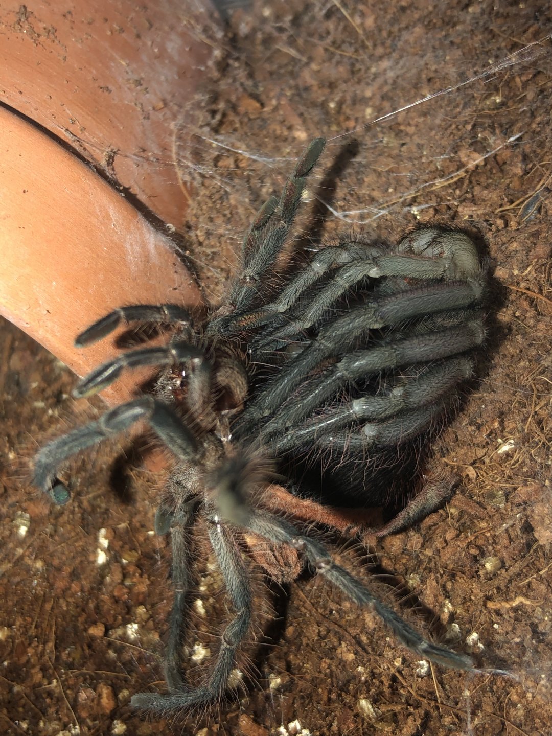 1.0 Pamphobeteus sp. ‘machala’