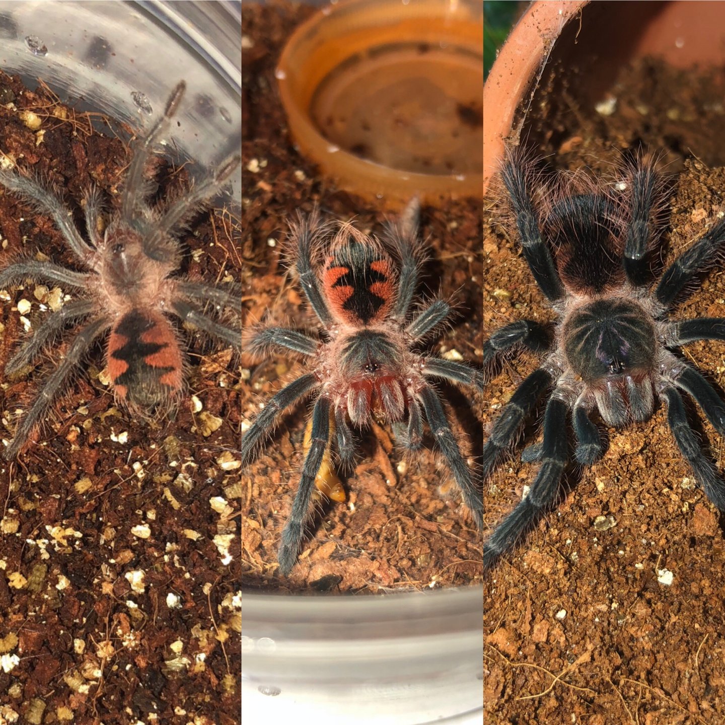 1.0 Pamphobeteus sp. ‘mascara’