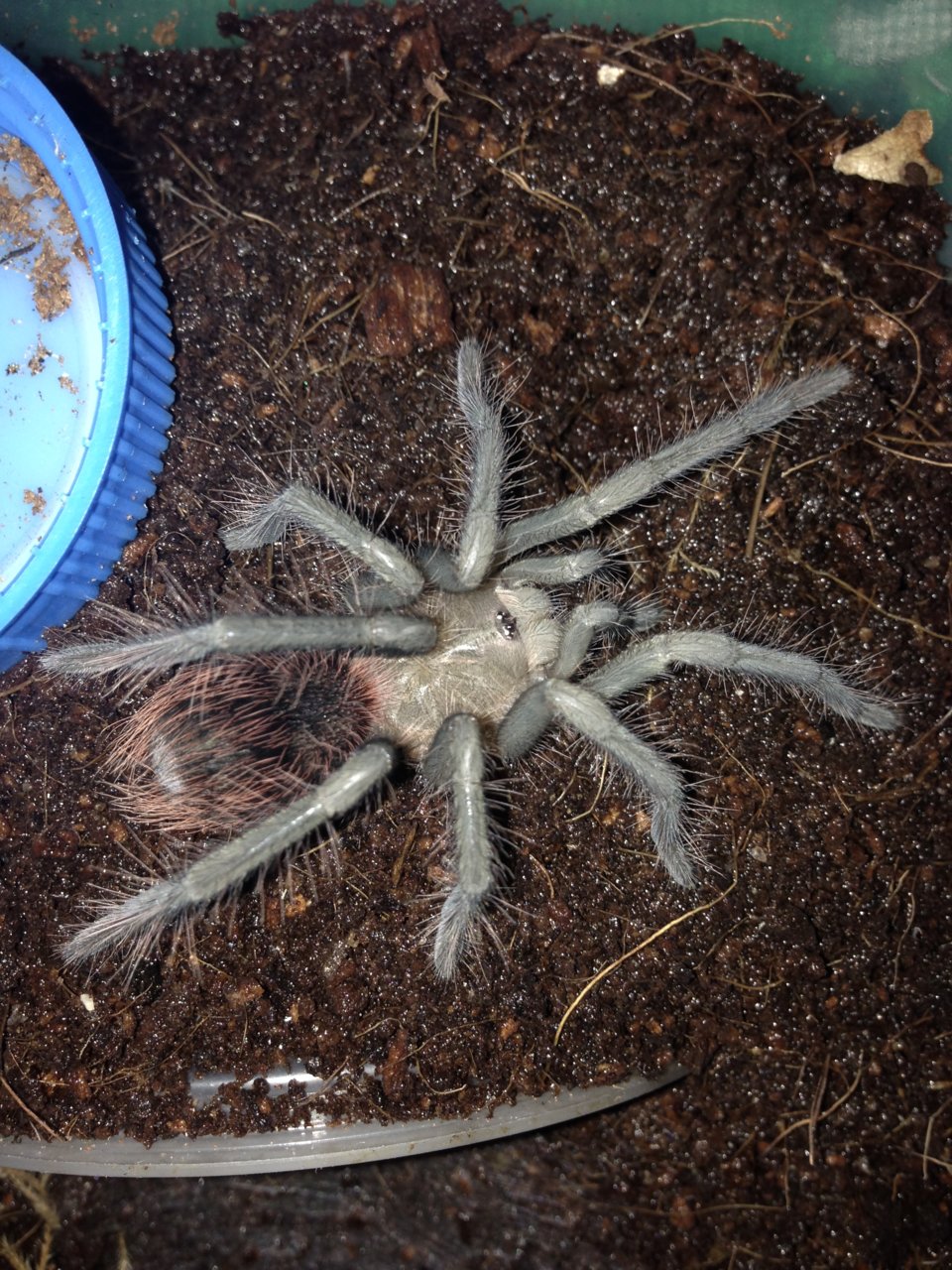 1.0 X. immanis freshly Molted 3''