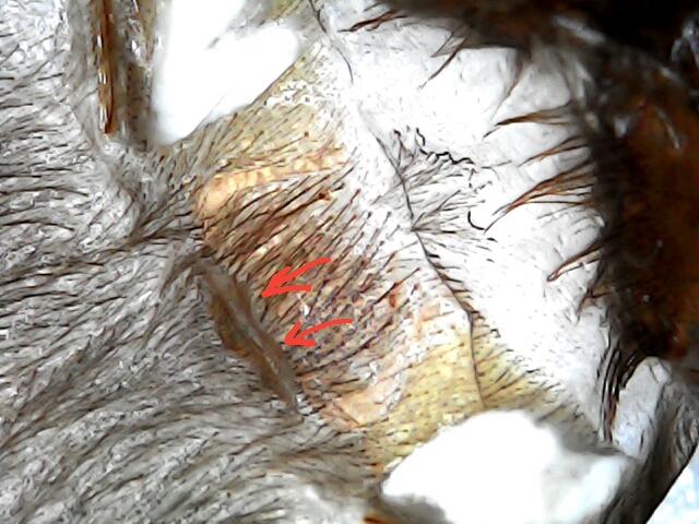 1.5" Brachypelma albopilosum [molt sexing] [2/2]