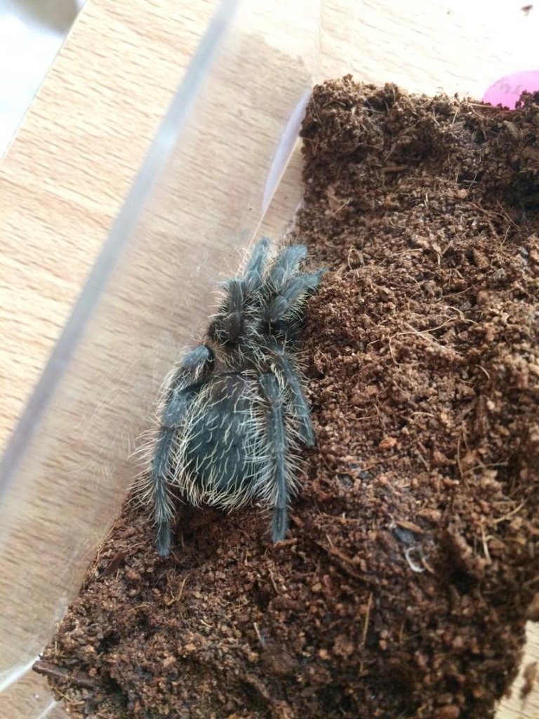 1.5" Fuzzy Brachypelma Albopilosum