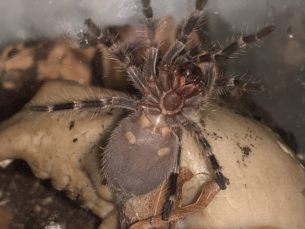 1.5 inch acanthoscurria geniculata