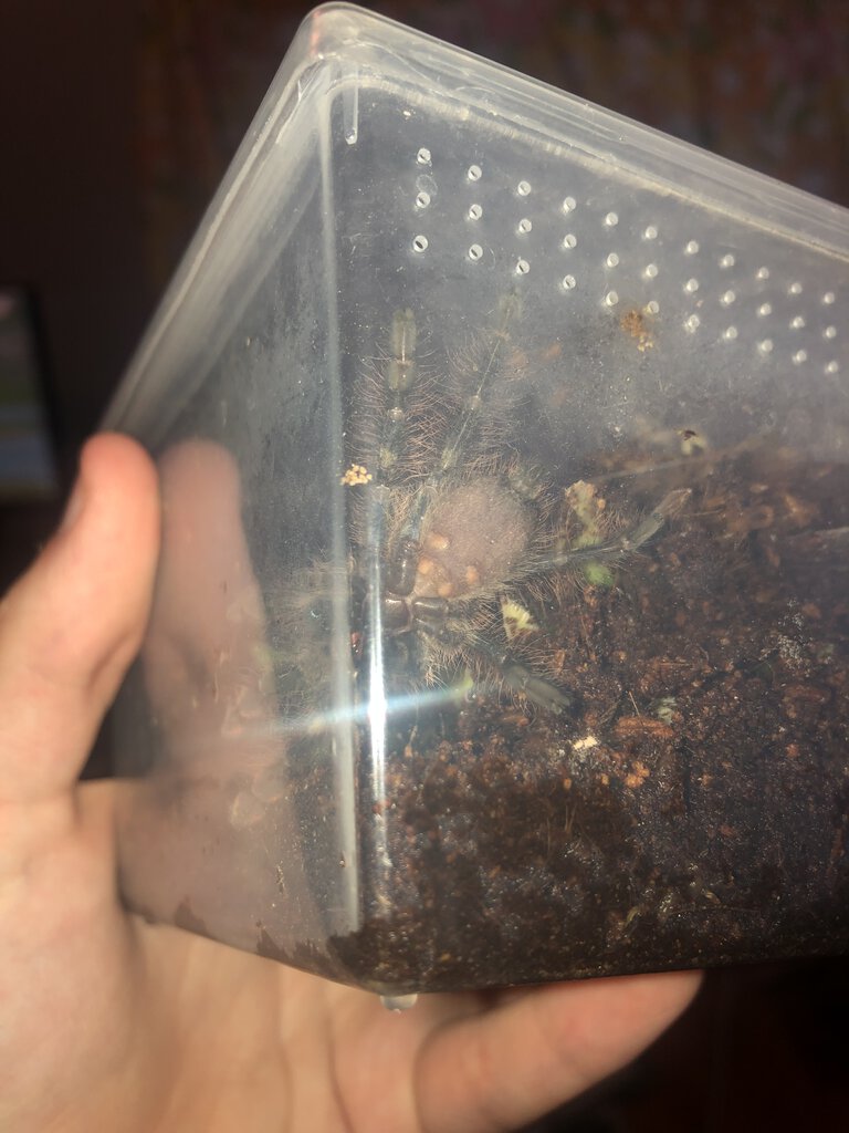 1.5 inch poecilotheria rufiliata sex help
