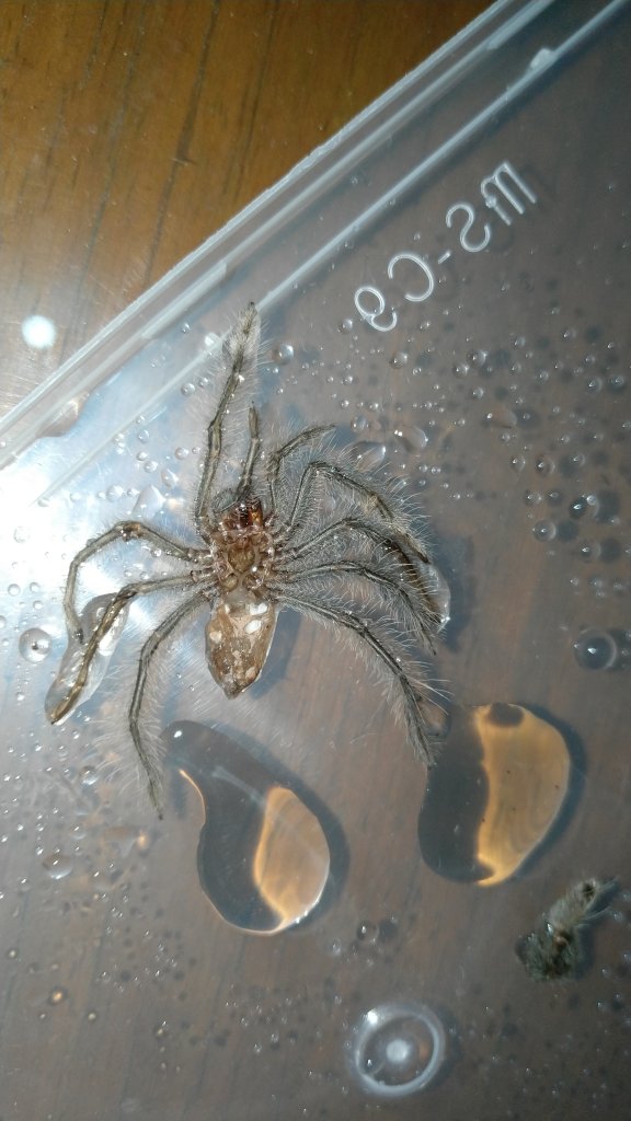 1.5" T. Stirmi [2/2]