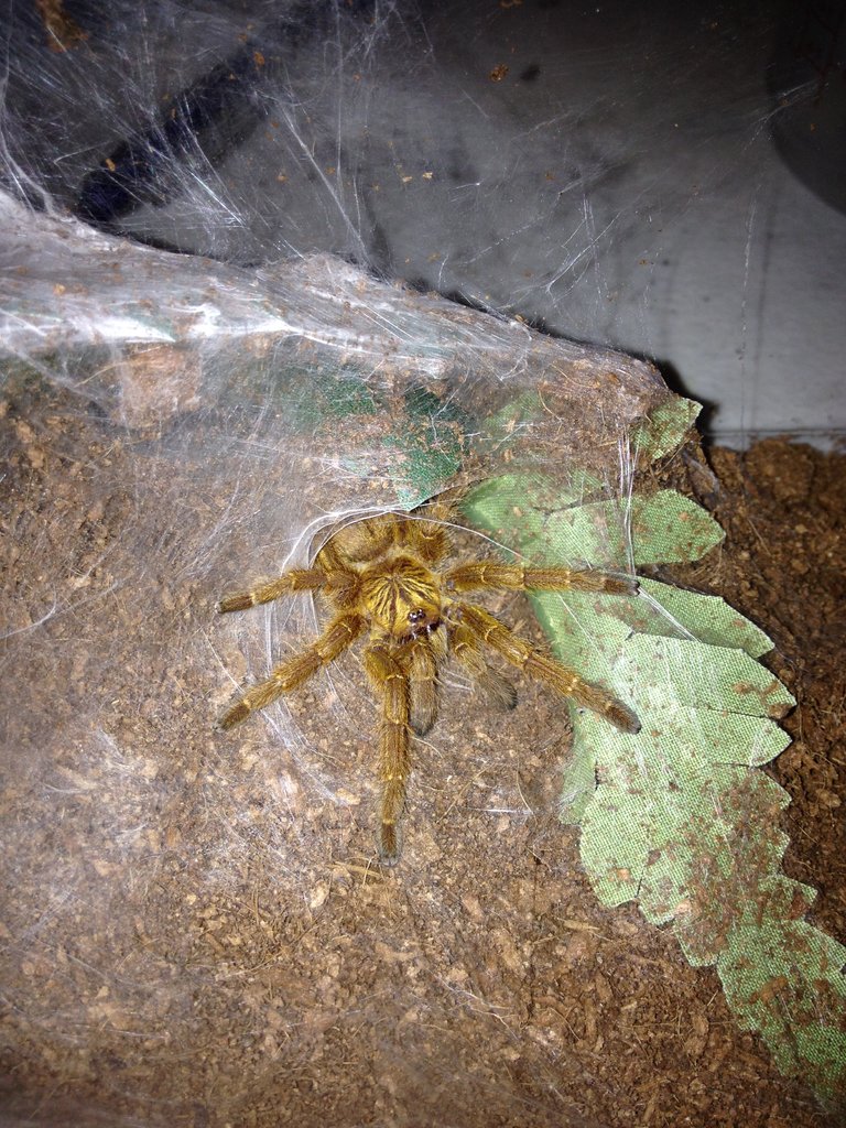 1.75" murinus sporting that adult coloration!