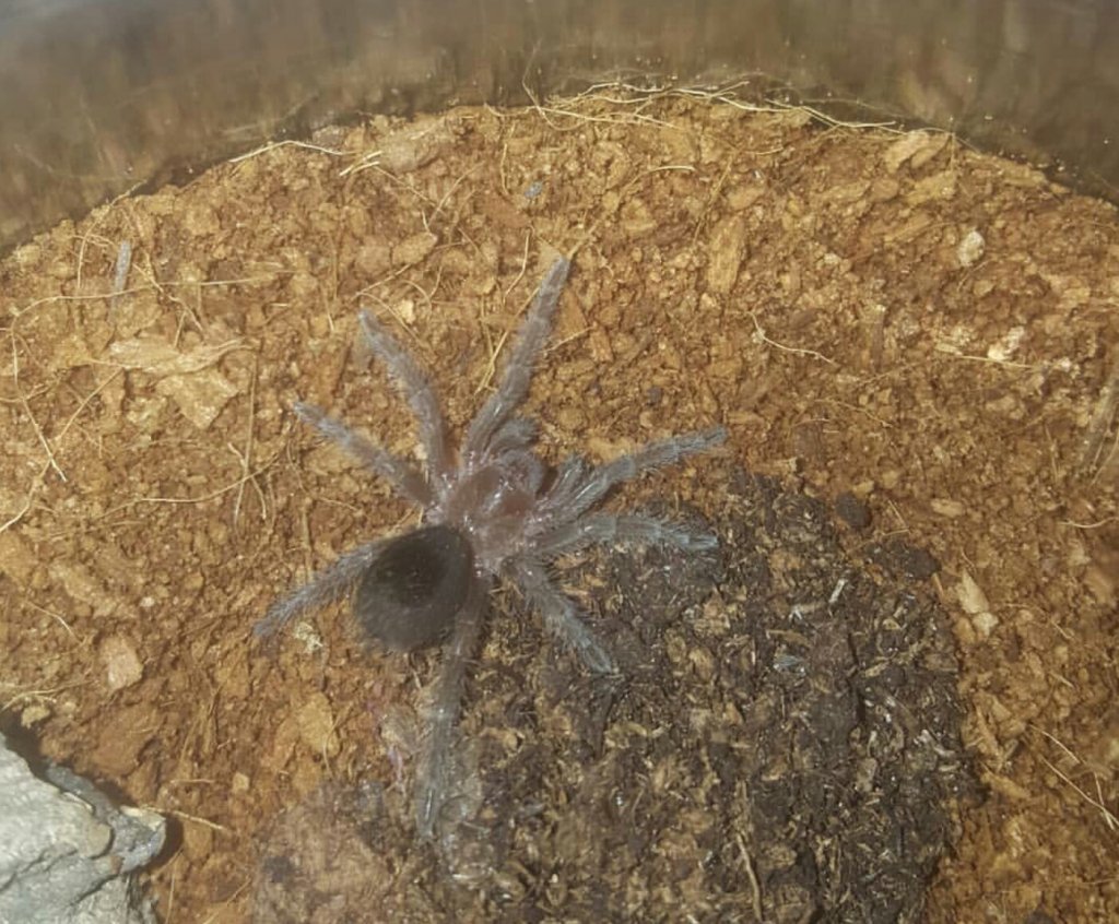 1" G. Pulchra