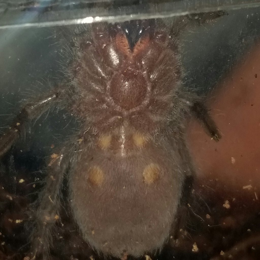 1" Grammostola grossa