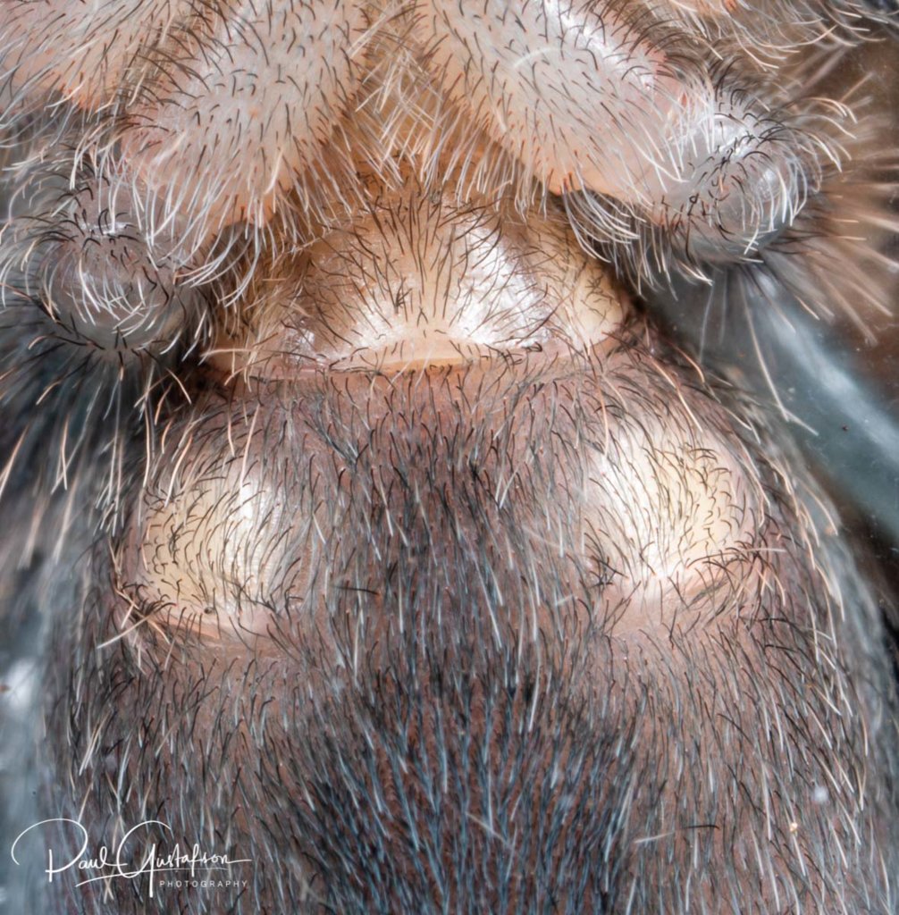 1" Grammostola pulchra