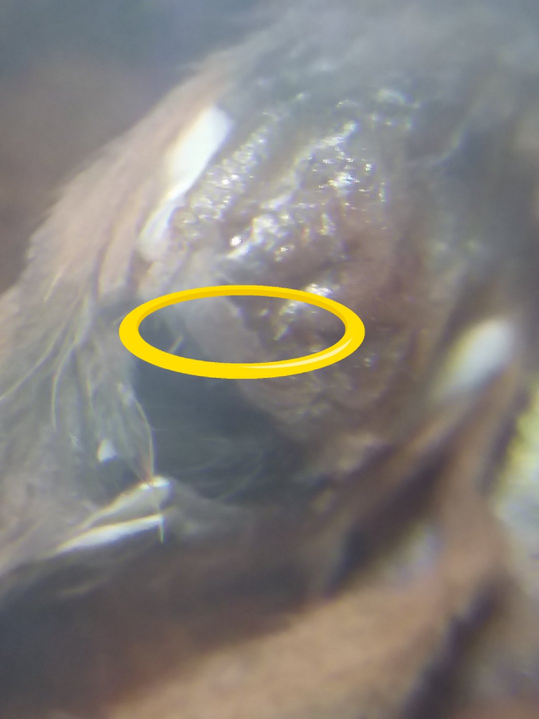 1" P. scrofa (circled)