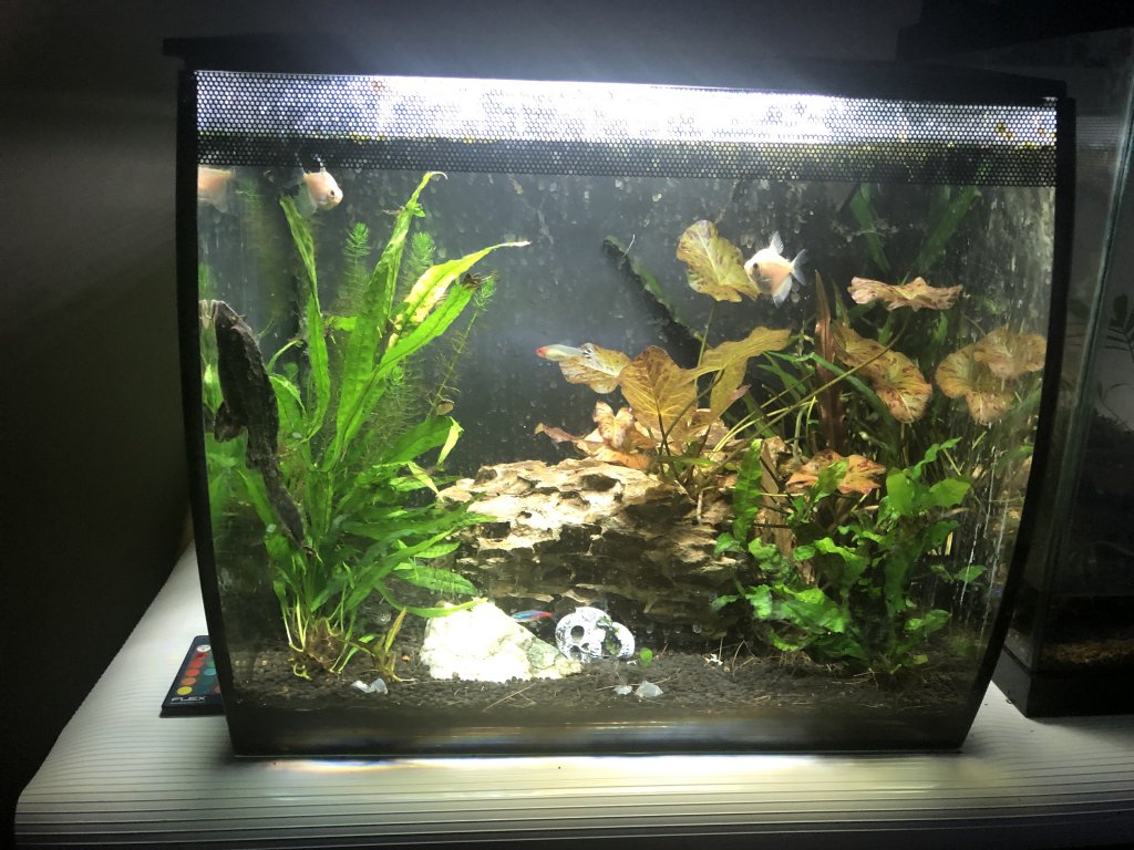 15 gal Fluval flex