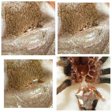 2.25" Male Chromatopelma cyaneopubescens [molt sexing]