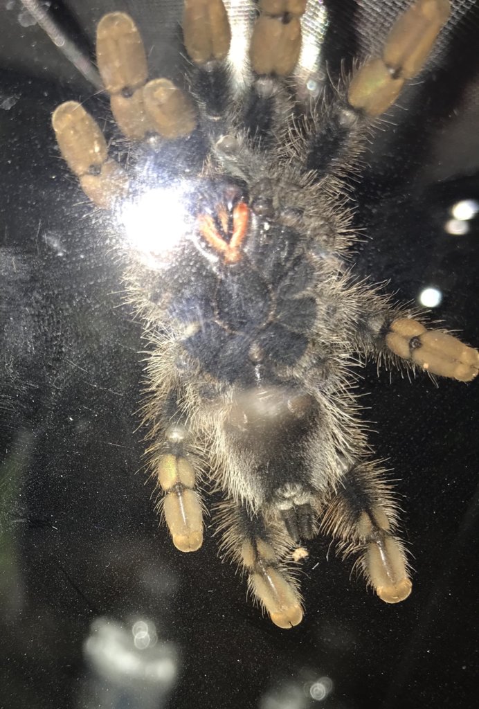 2.5' Avicularia avicularia [1/2]