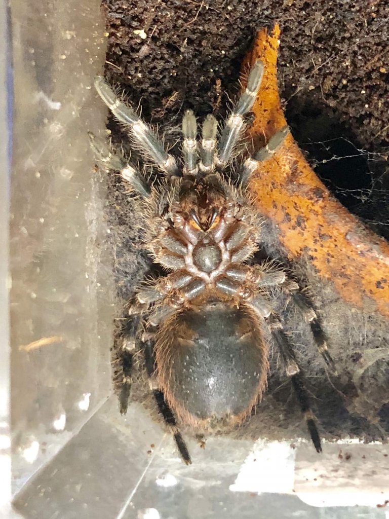 2" Acanthoscurria geniculata [ventral sexing]