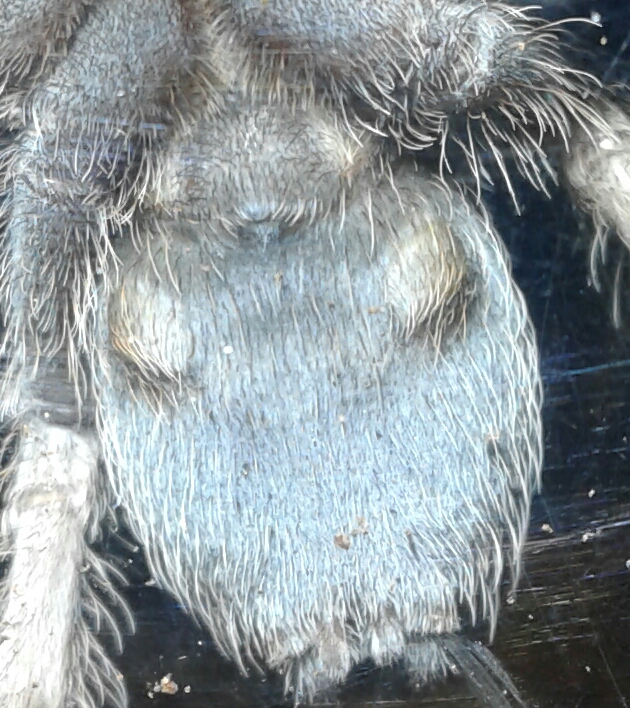 2" Aphonopelma belindae