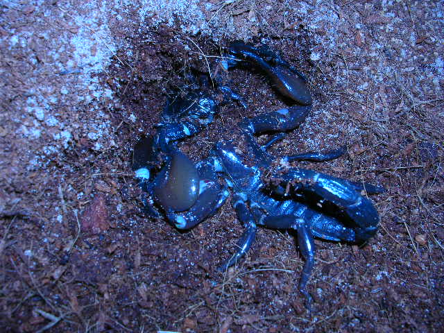 2 male Pandinus cavimanus